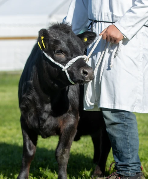 Young cow in cattle competition